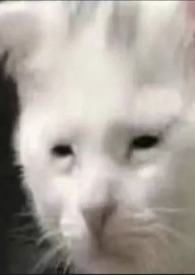 非典型成人漫画 非典型成人漫画